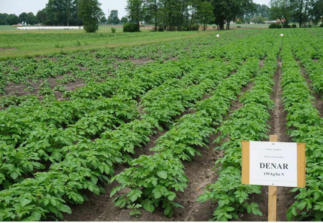 09.06.2020</br>Denar